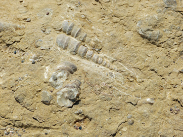 FOSSILE